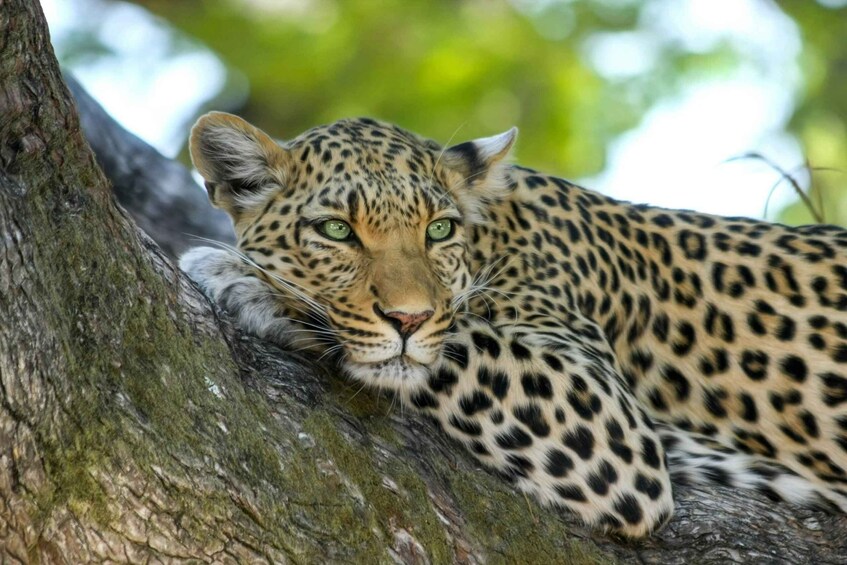 A leopard resting on a tree branch. 4