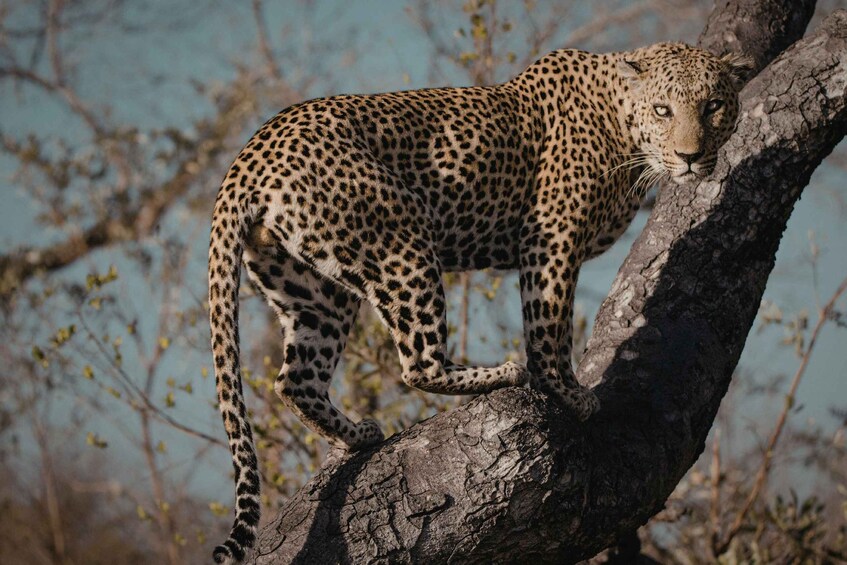 A leopard perched on a tree branch. 1