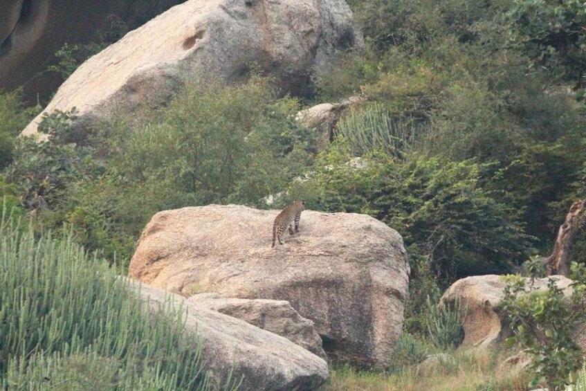 Picture 15 for Activity Udaipur: 2-Day Jawai Leopard Safari with Ranakpur Temple 4
