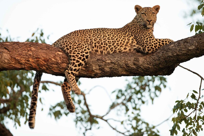 A leopard resting on a tree branch. 3