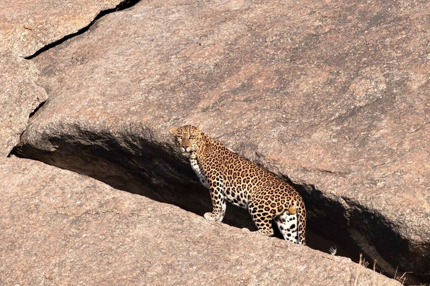Picture 3 for Activity Udaipur: 2-Day Jawai Leopard Safari with Ranakpur Temple 3