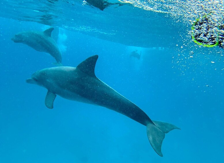A dolphin swimming underwater. 2