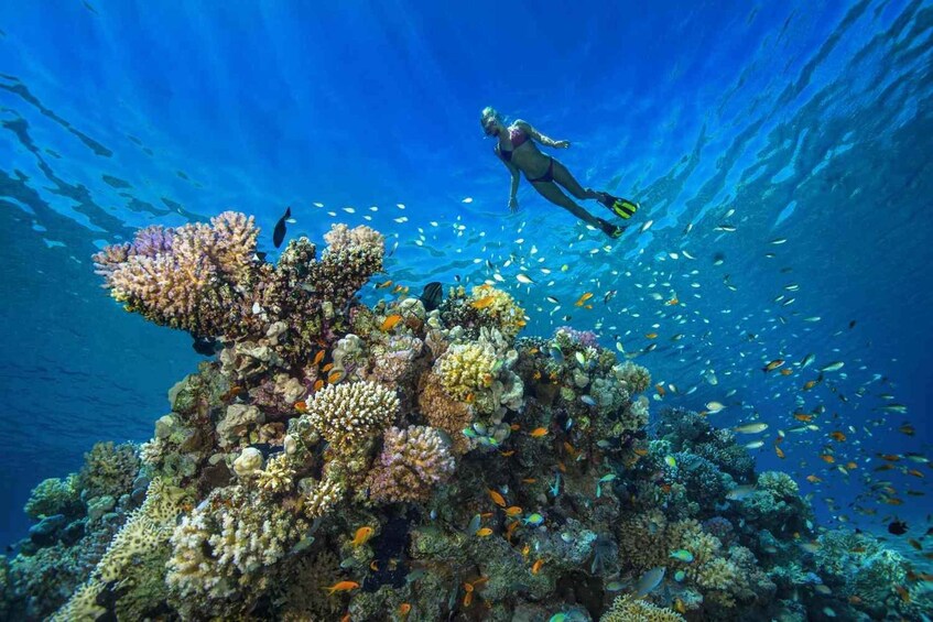 A diver exploring a vibrant coral reef with various fish species. 5