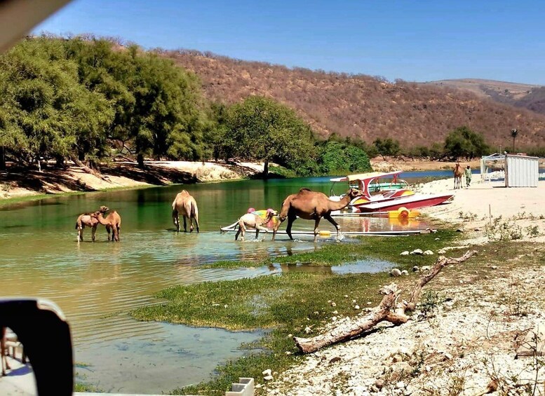 Picture 3 for Activity East Salalah Tour by VisitSalalah 3