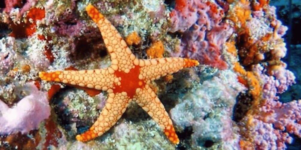 A starfish on a coral reef. 2