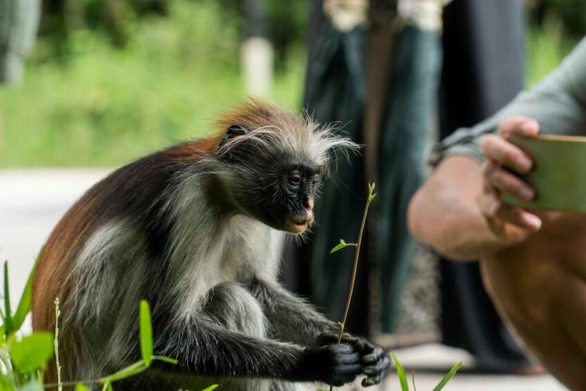 A monkey holding a small branch. 3
