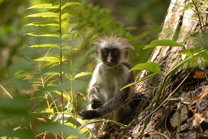 A monkey sitting on a tree branch surrounded by green foliage. 1