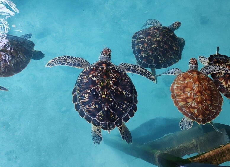 A group of sea turtles swimming in clear blue water. 4