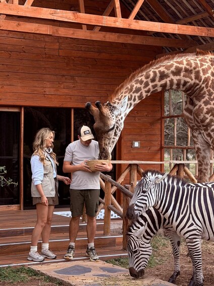 A giraffe and a zebra near a wooden building with a person feeding the giraffe. 3