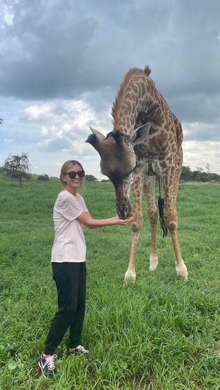 A person feeding a giraffe in a grassy field. 3