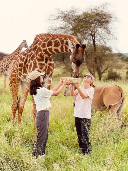 Two people feeding giraffes in a grassy field with trees in the background. 5