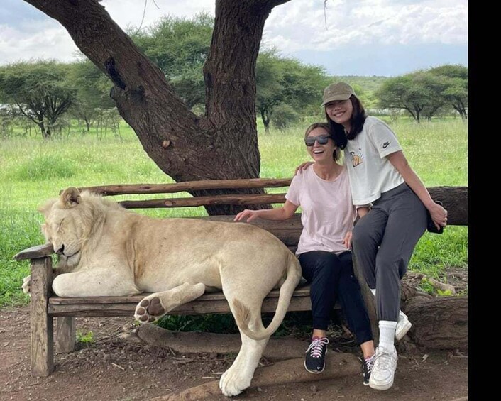 A person sitting on a bench with a lion lying beside them in a grassy field. 4