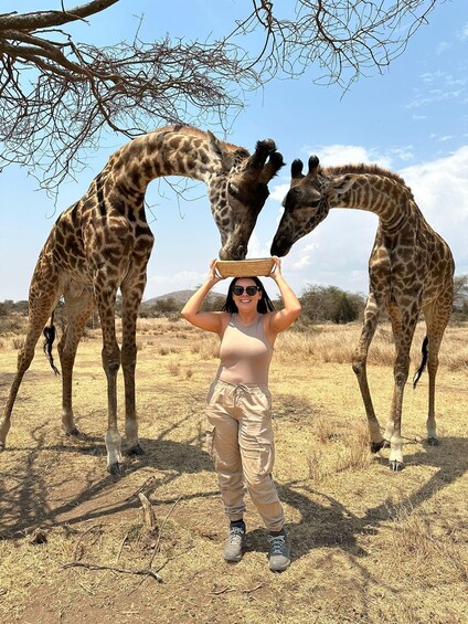 A person standing between two giraffes in a dry grassland with sparse trees. 1