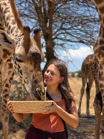 A person feeding a giraffe. 2