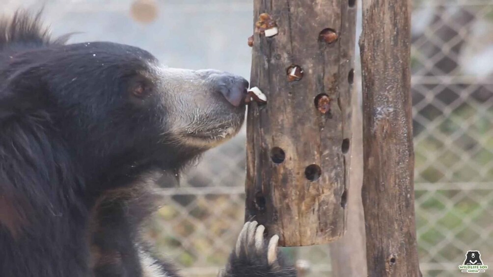 A bear with a wooden structure with holes, likely for feeding. 5