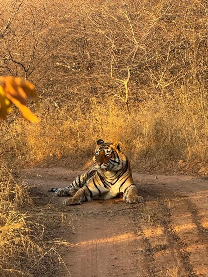 A tiger resting on a dirt path surrounded by dry grass and trees. 1