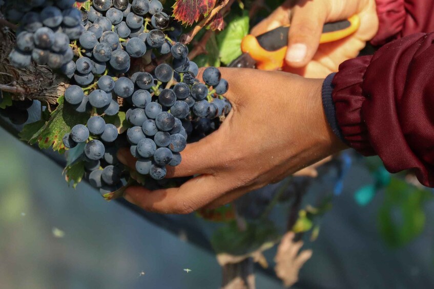 Picture 2 for Activity Aguascalientes: Magical Town and Vineyard Tour 2