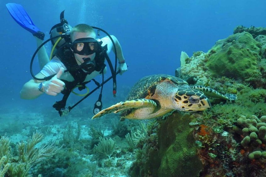 A diver and a sea turtle in an underwater scene with coral and marine life. 2