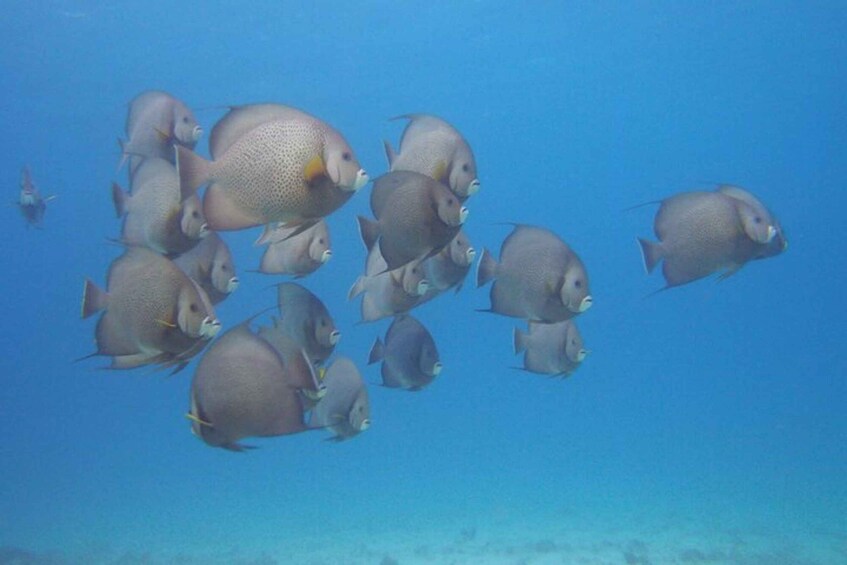 A school of fish swimming in a clear blue ocean. 5