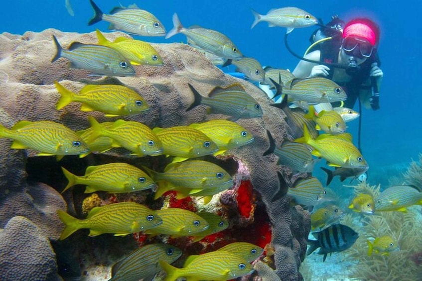 A diver surrounded by yellow-striped fish swimming near a coral reef. 4