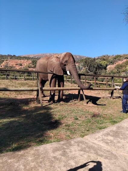 Picture 3 for Activity The Elephant and Monkey Sanctuary. 2