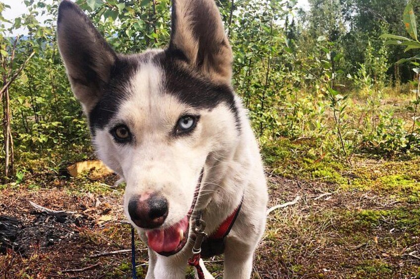 A dog with a red collar in a natural setting with greenery and leaf-covered ground. 3