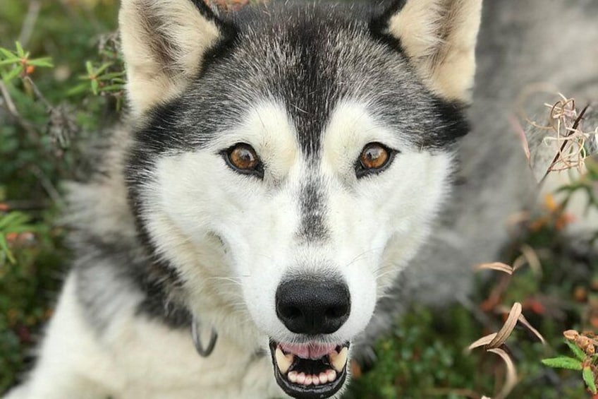 Nærbillede af en husky's ansigt med en sløret baggrund. 3