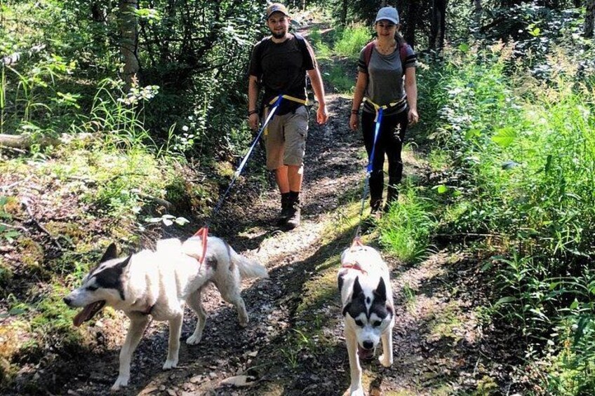 Guided nature walk with friendly Siberian Huskies 5