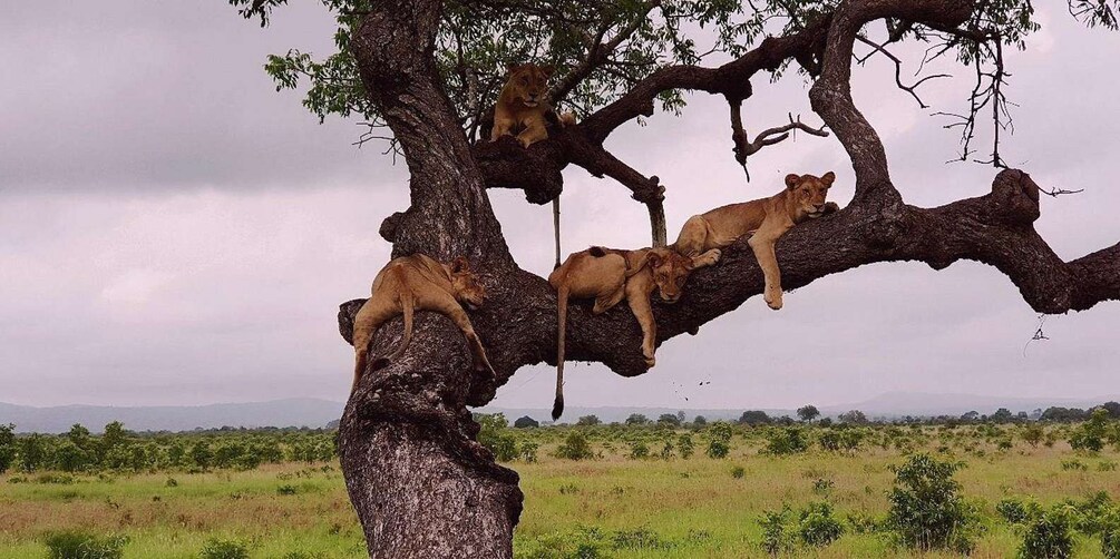 A tree with lions resting on its branches. 3