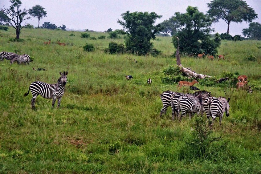Zebras grazing in a grassy field with trees in the background. 2