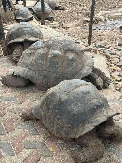 Picture 26 for Activity Zanzibar: Stone town, Prison Island & Spice farm + Lunch 3