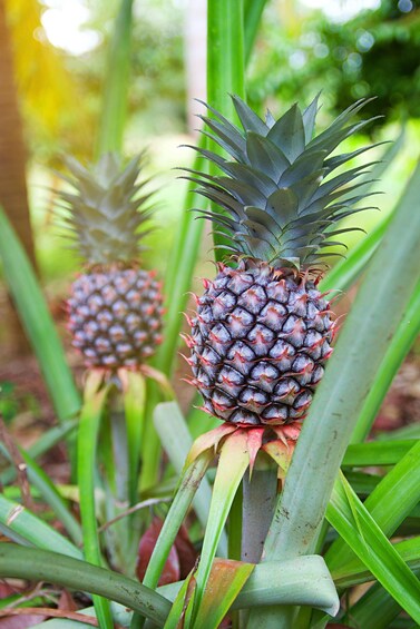 Picture 23 for Activity Zanzibar: Prison Island, Stone town & Spice farm with Lunch 2