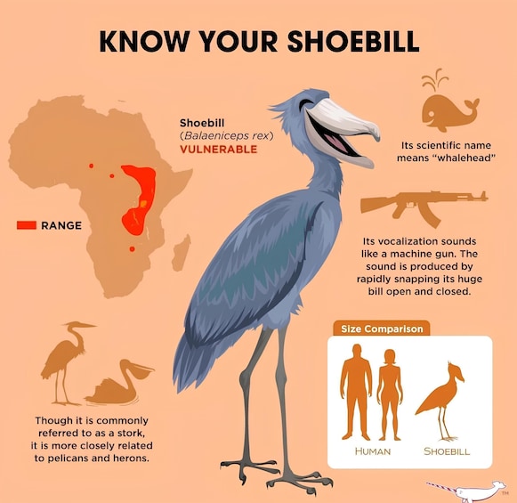 A large bird called the Shoebill, also known as Balaeniceps rex, which is native to Africa. Its scientific name means 'whalehead'. The Shoebill is depicted as vulnerable and its vocalization sounds like a machine gun. The image also includes a size comparison between a human, a Shoebill, and a horse. 2