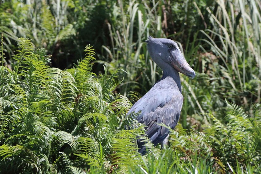 A bird with an elongated neck in a natural setting with dense green foliage. 5