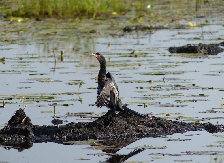 A bird standing on a log in a swampy area with water and lily pads. 3