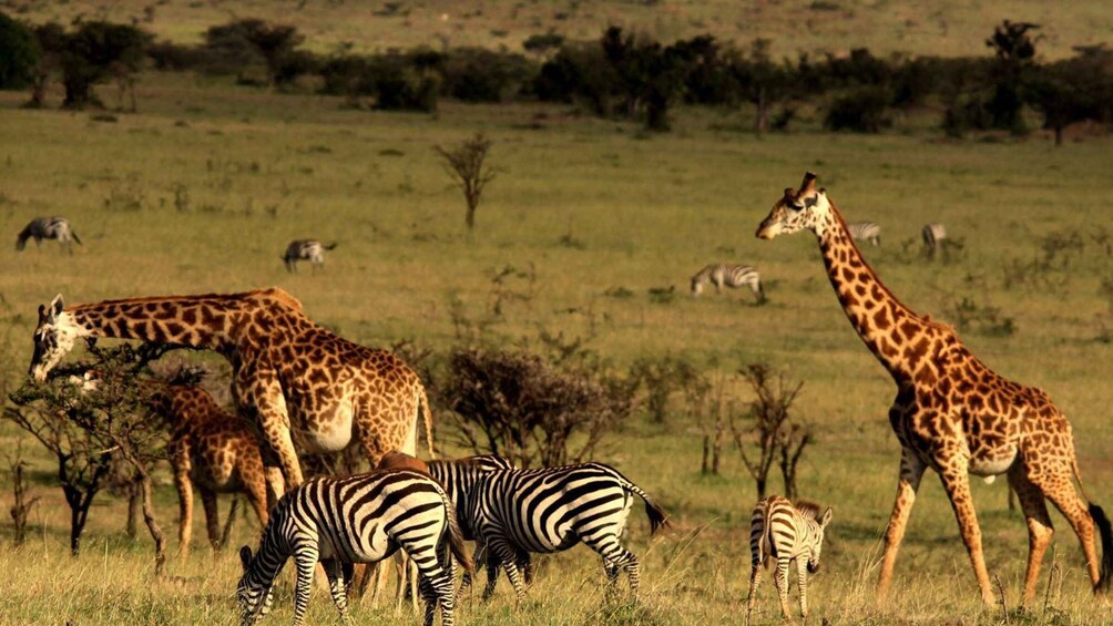 Picture 5 for Activity Cape Town and Garden Route with Accommodation 8 Day Tour 4
