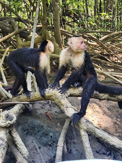 Two monkeys on a tree branch in a forest. 1