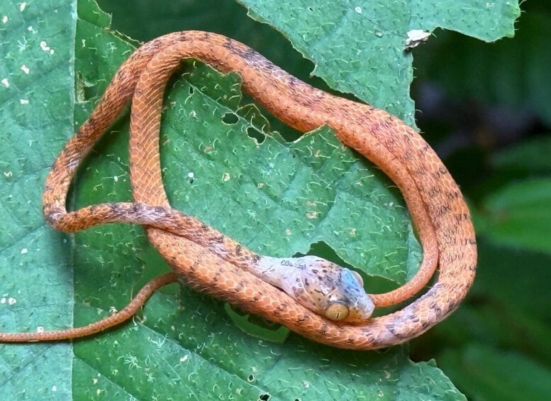 A snake coiled on a green leaf. 4