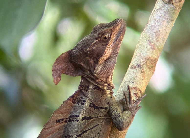 A lizard clinging to a tree branch. 5