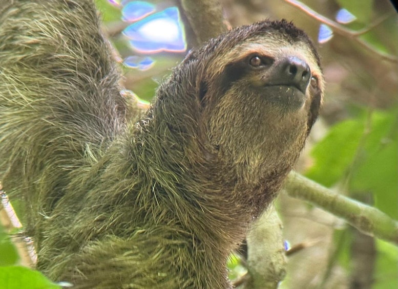 A sloth with shaggy fur, hanging from a tree branch. 2