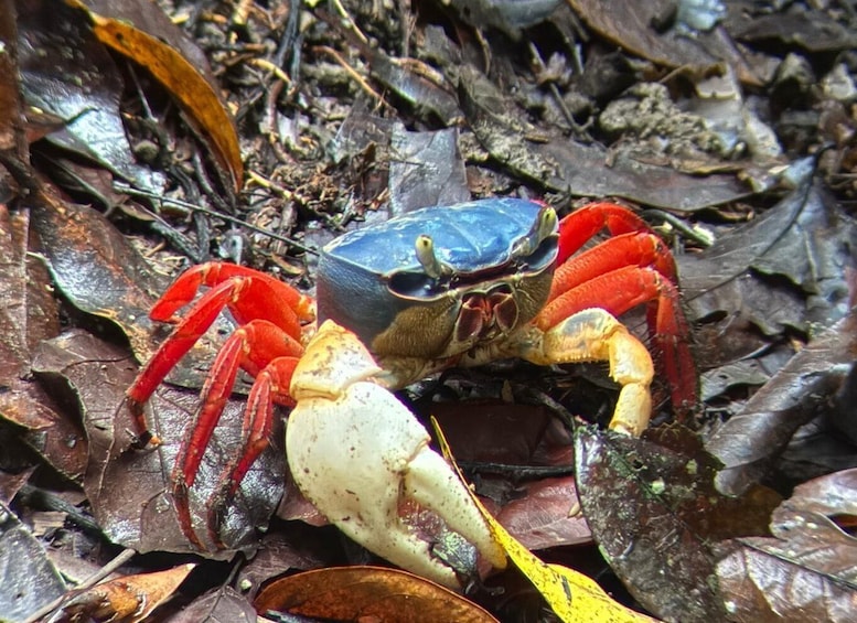 A crab with red and white claws on a leaf-covered ground. 3