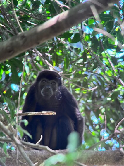 Een gorilla zit in een boom, omringd door groen bladerdak. 5