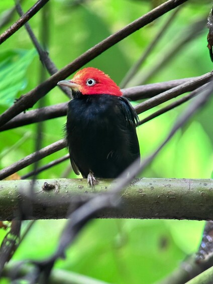 Een vogel met een rode kop zit op een tak. 5