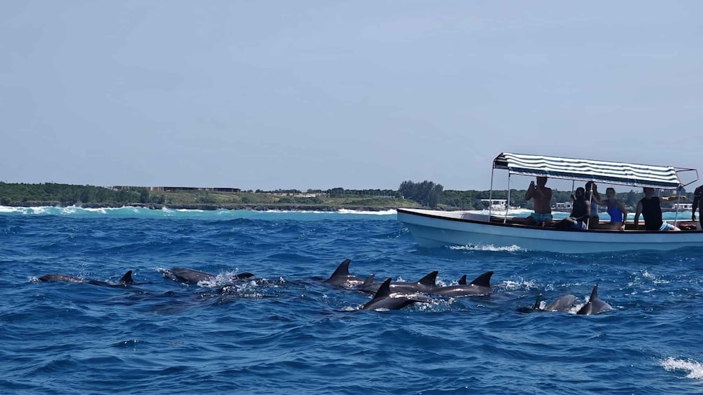 Picture 8 for Activity Zanzibar Dolphin Tour, Jozani Forest & Salaam Cave+Transfer 2