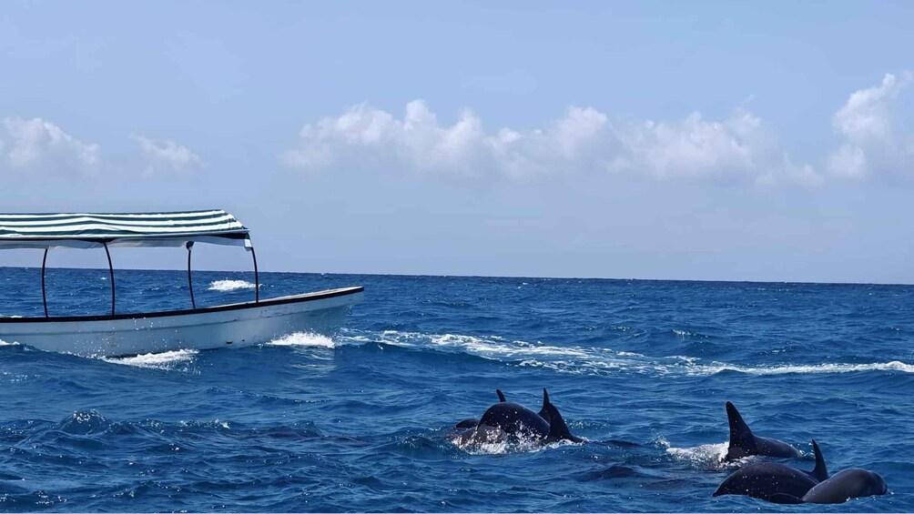 Picture 10 for Activity Zanzibar Dolphin Tour, Jozani Forest & Salaam Cave+Transfer 4