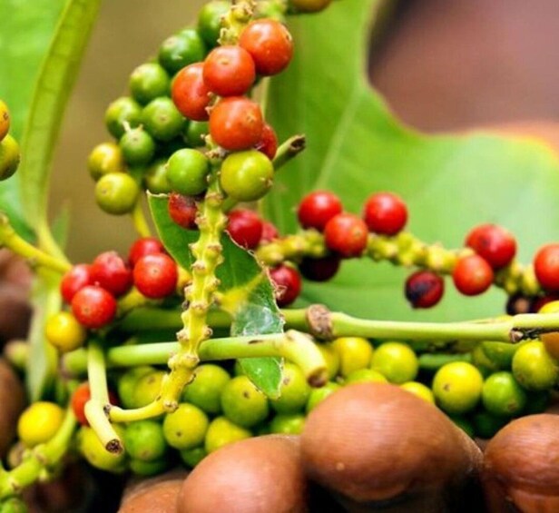 A close-up of a plant with clusters of green and red berries and some brown nuts. 5