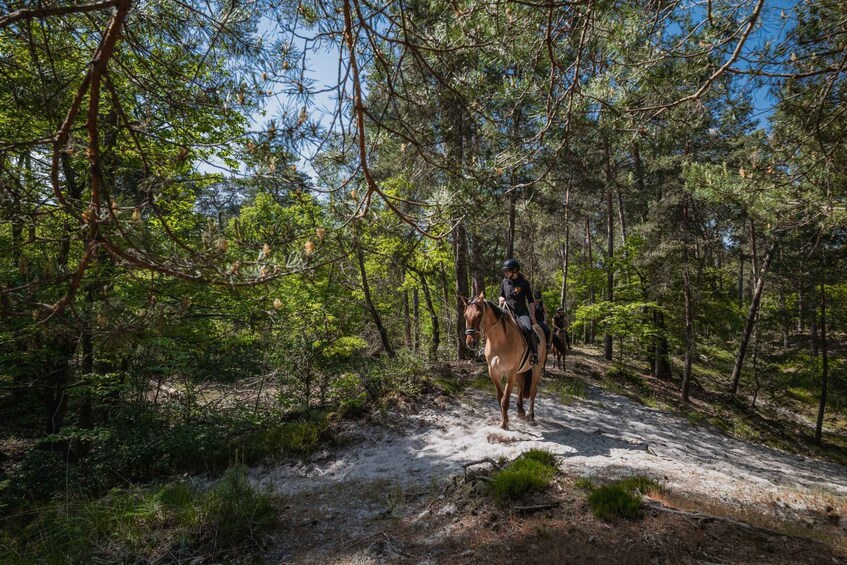 Picture 3 for Activity Horseback riding in the Fontainebleau forest 3
