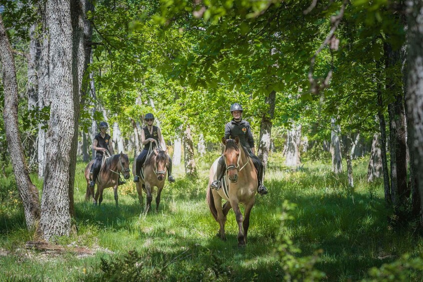 Horseback riding in the Fontainebleau forest 1
