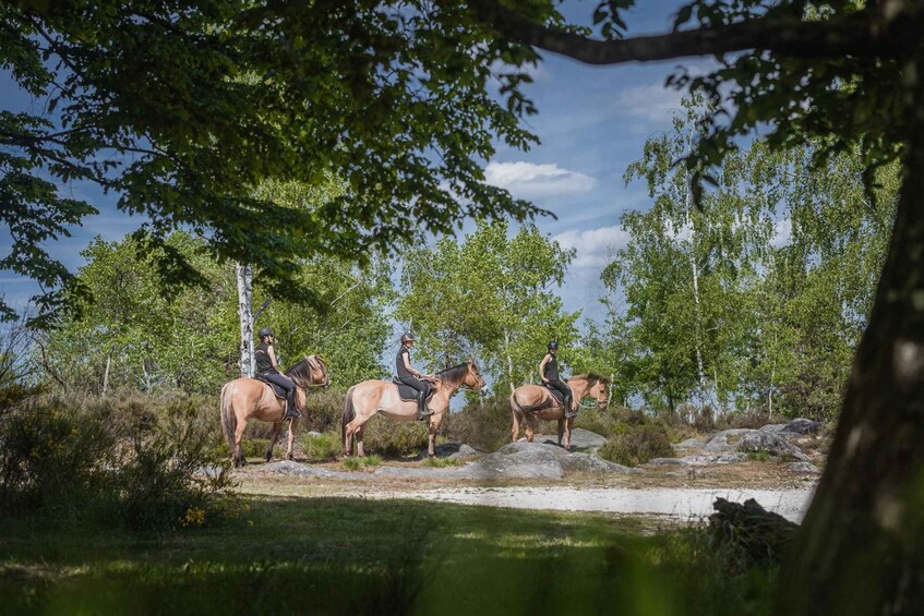 Picture 2 for Activity Horseback riding in the Fontainebleau forest 2