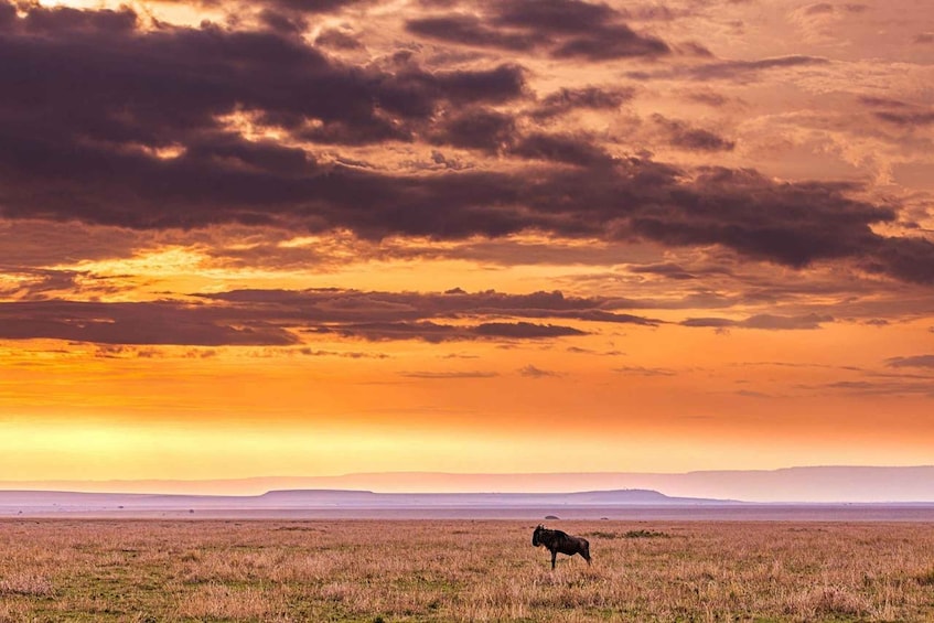 Ein einzelnes Pferd auf einem weitläufigen Feld bei Sonnenuntergang. 2